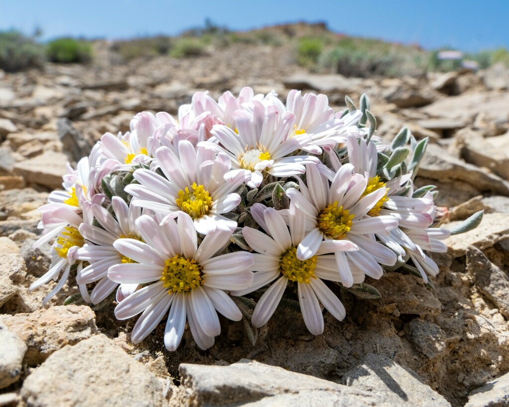 Hoary Townsend Daisy