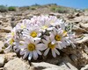 Hoary Townsend Daisy - Photo (c) Zach Coury, some rights reserved (CC BY-NC), uploaded by Zach Coury