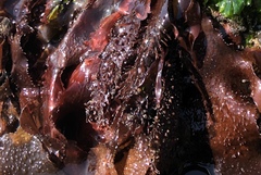 Chondracanthus