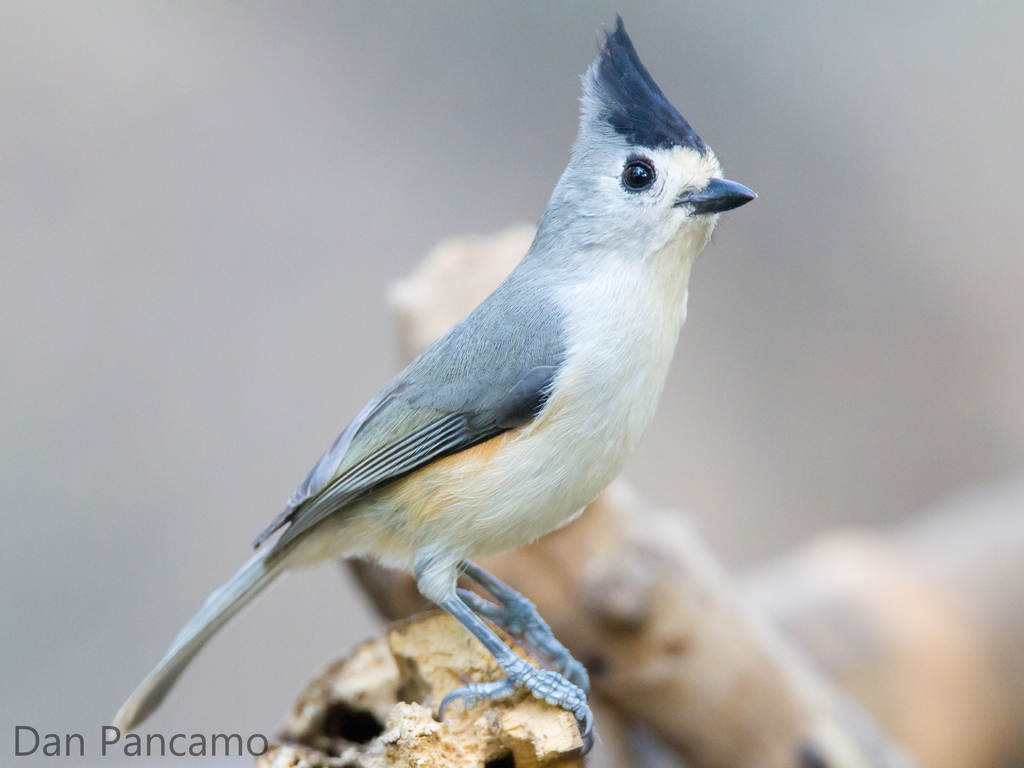 Black-crested Titmouse