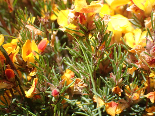 Image of Pultenaea fasciculata by (c) Nina Kerr, some rights reserved (CC BY)