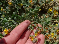 Acmispon argophyllus
