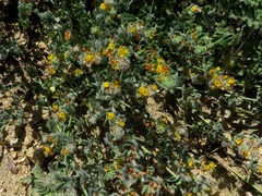 Acmispon argophyllus