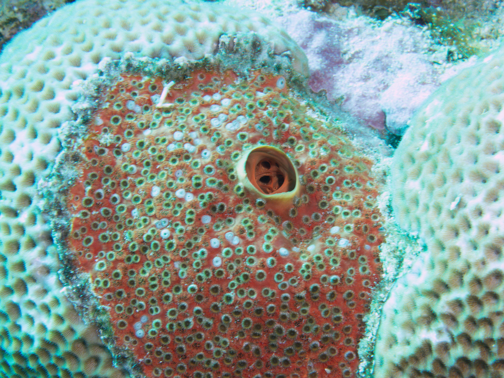 Red boring sponge