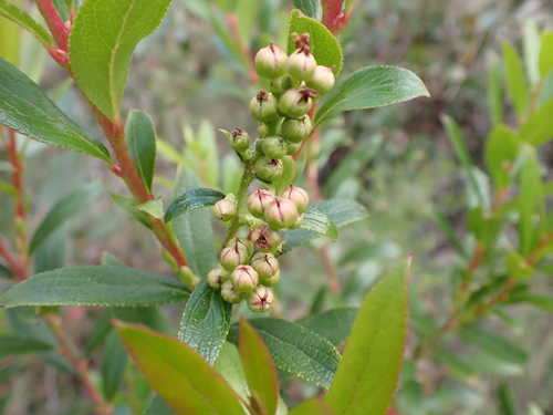 Image of Gaultheria appressa by (c) Nina Kerr, some rights reserved (CC BY)