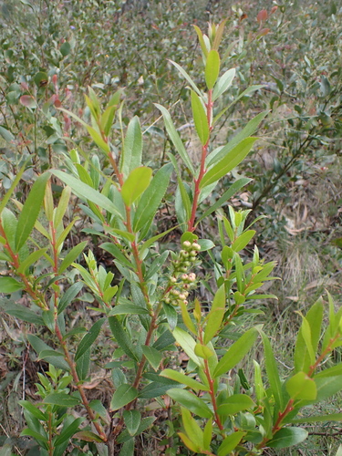 Image of Gaultheria appressa by (c) Nina Kerr, some rights reserved (CC BY)