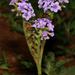 Fragrant Heliotrope - Photo (c) SAplants, some rights reserved (CC BY-SA)