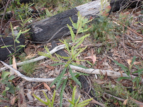 Image of Banksia canei by (c) Nina Kerr, some rights reserved (CC BY)