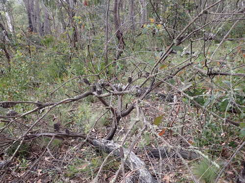 Mountain banksia (Banksia canei)