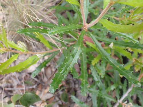 Image of Banksia canei by (c) Nina Kerr, some rights reserved (CC BY)