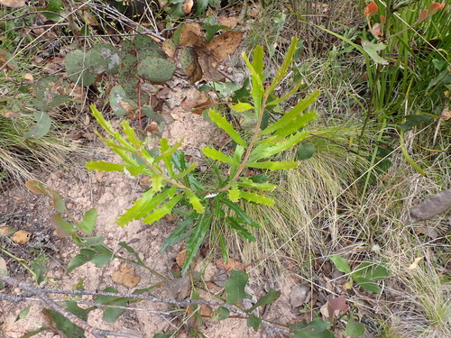 Image of Banksia canei by (c) Nina Kerr, some rights reserved (CC BY)