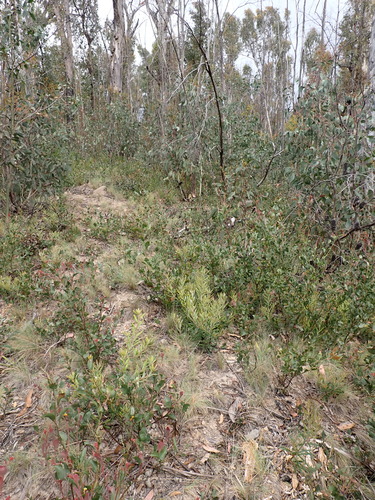 Image of Banksia canei by (c) Nina Kerr, some rights reserved (CC BY)