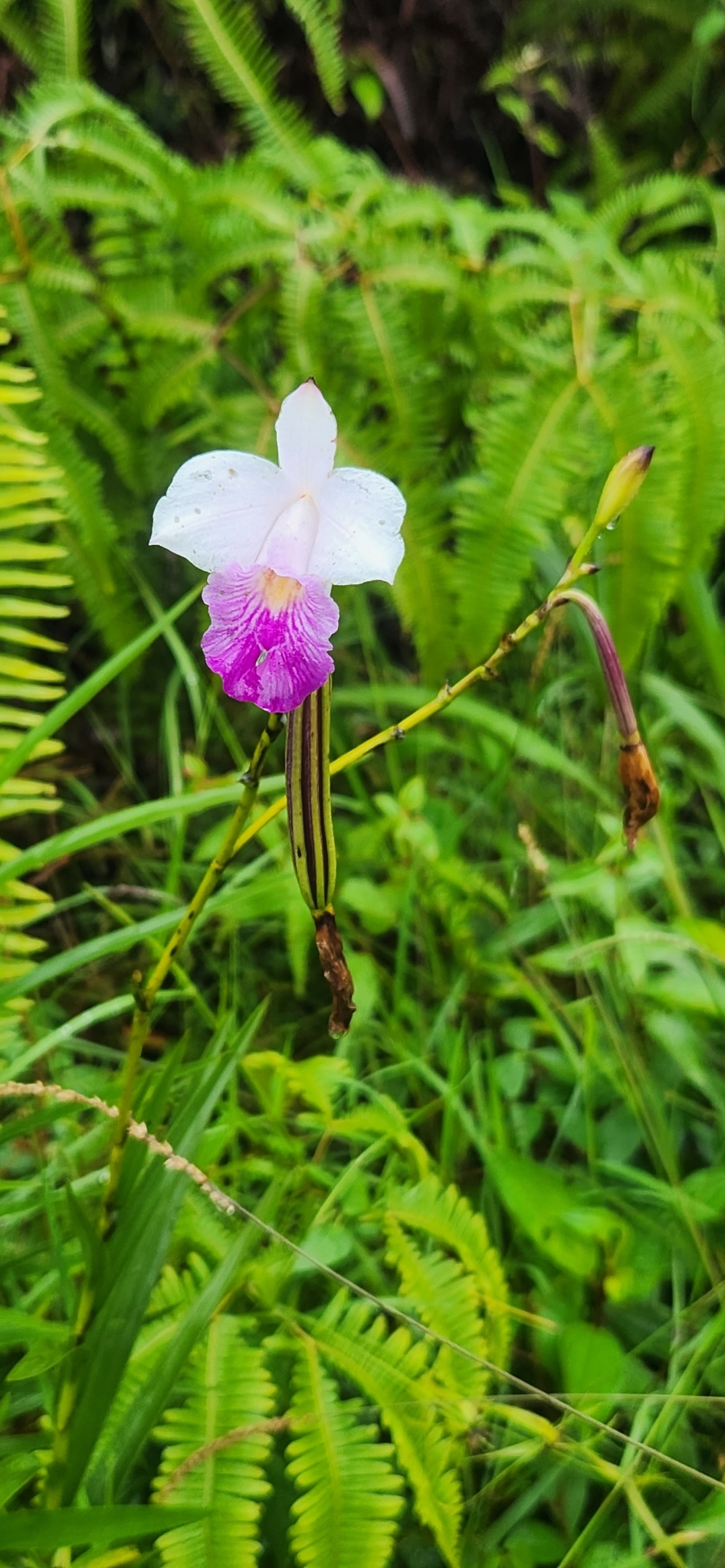 Imagem de Orquídea-bambu
