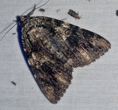 Catocala ilia