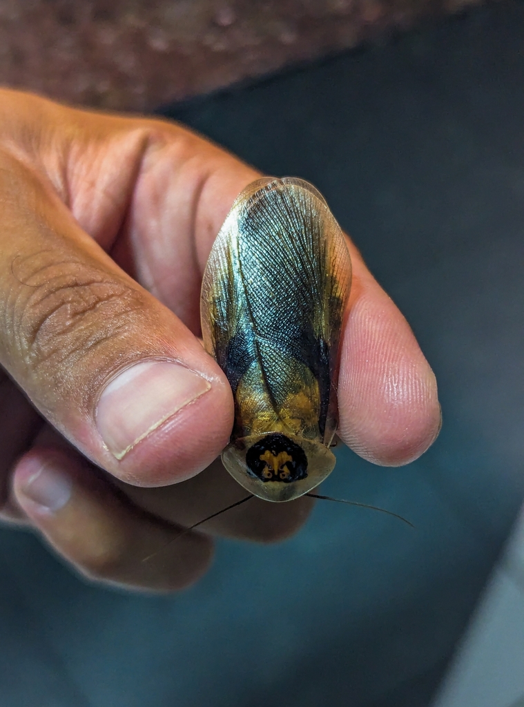 Blaberus scutatus