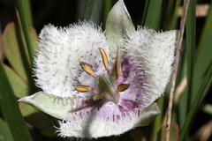 Calochortus elegans nanus