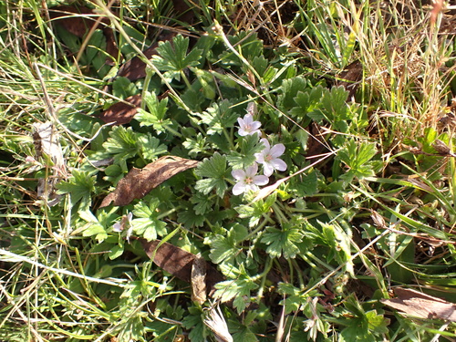 Image of Geranium antrorsum by (c) Nina Kerr, some rights reserved (CC BY)