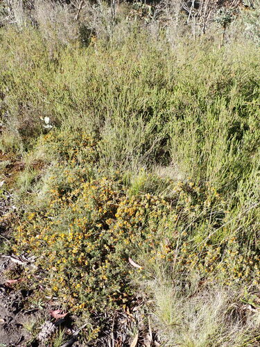 Image of Pultenaea fasciculata by (c) Nina Kerr, some rights reserved (CC BY)