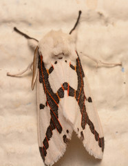 Euerythra phasma