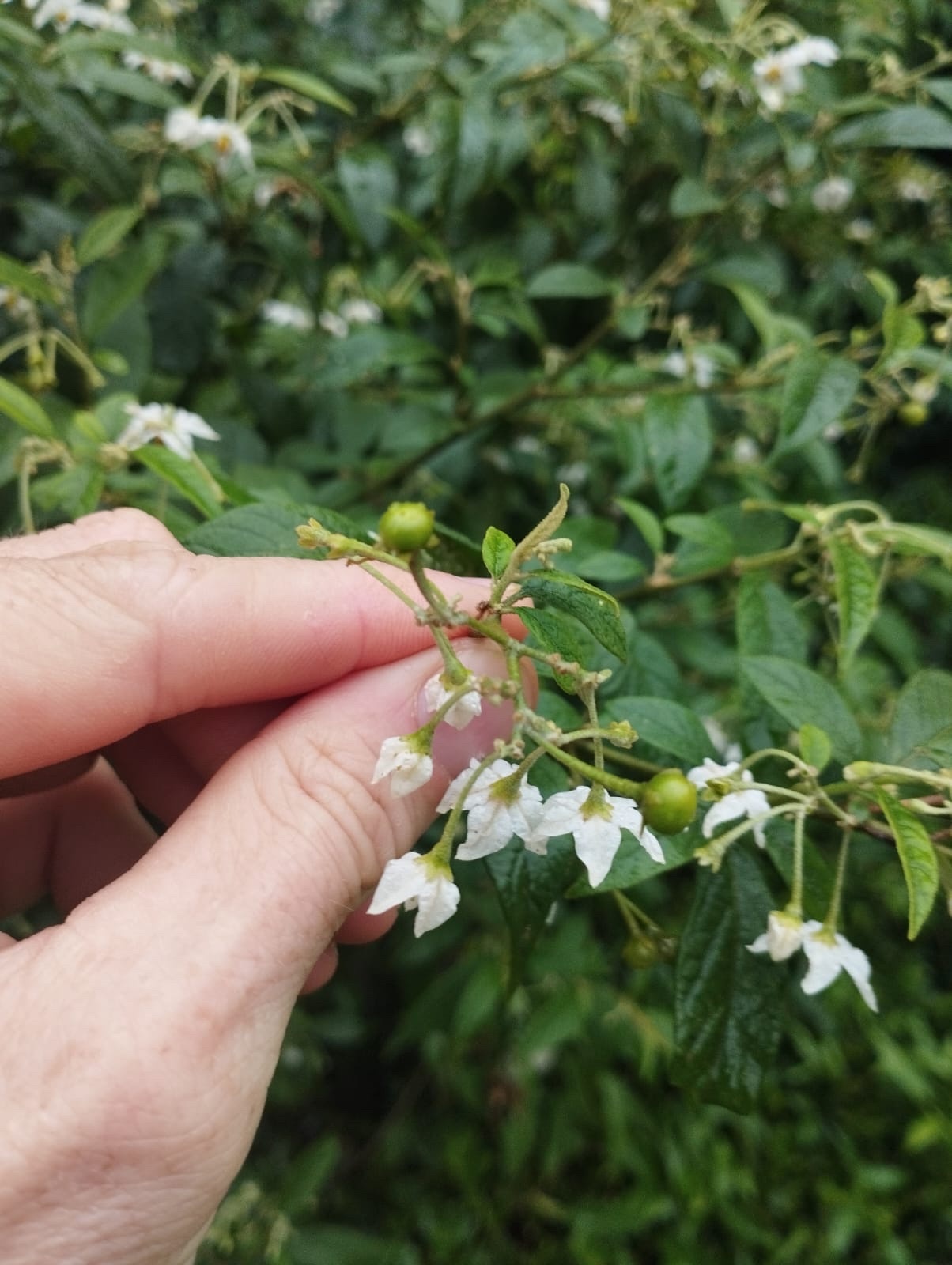 Solanum americanum