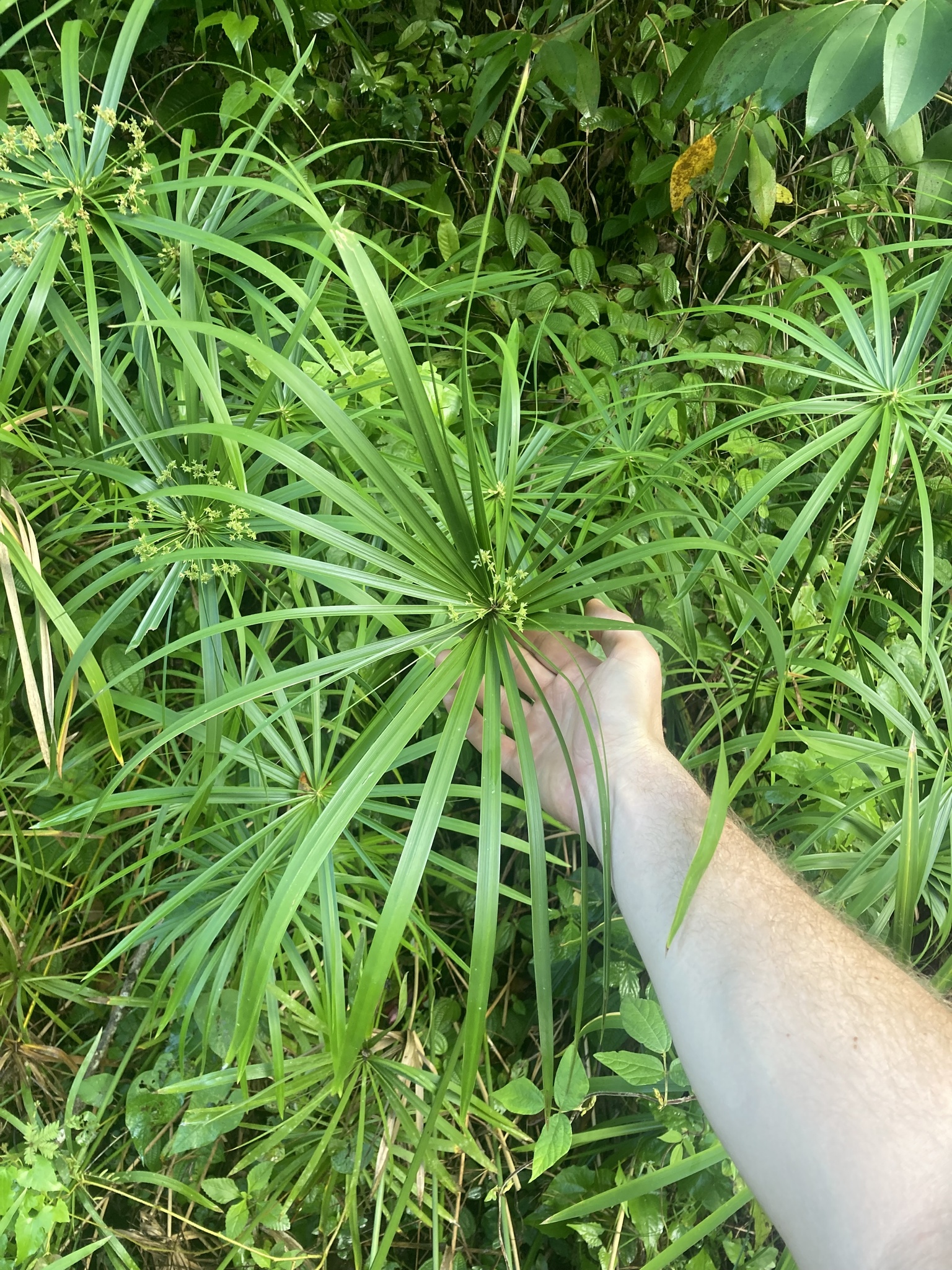 Imagem de Junco-d'água