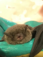 Vespadelus vulturnus