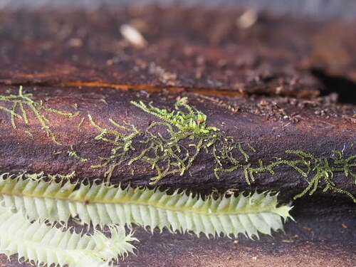 Cephaloziella microphylla