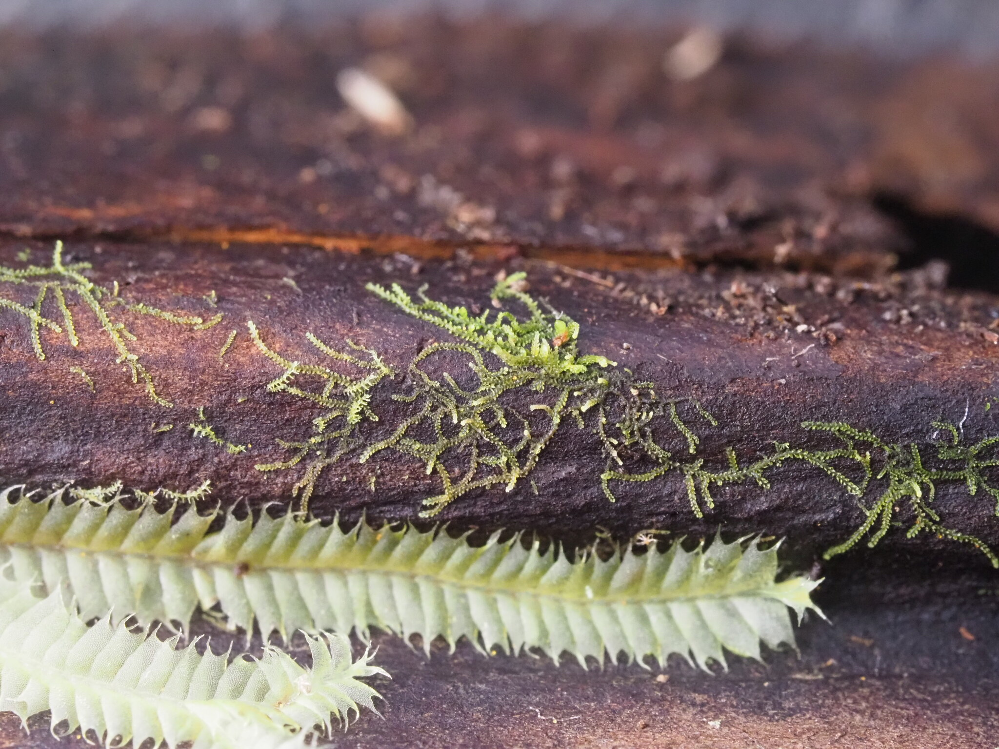 Cephaloziella microphylla