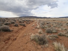 Cicindela plutonica leachi