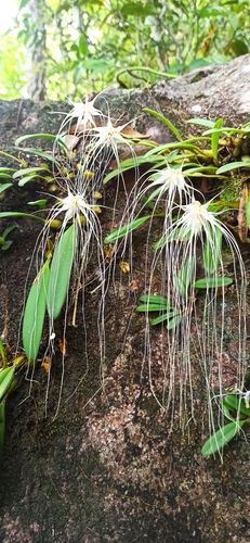 Orquídea Medusa