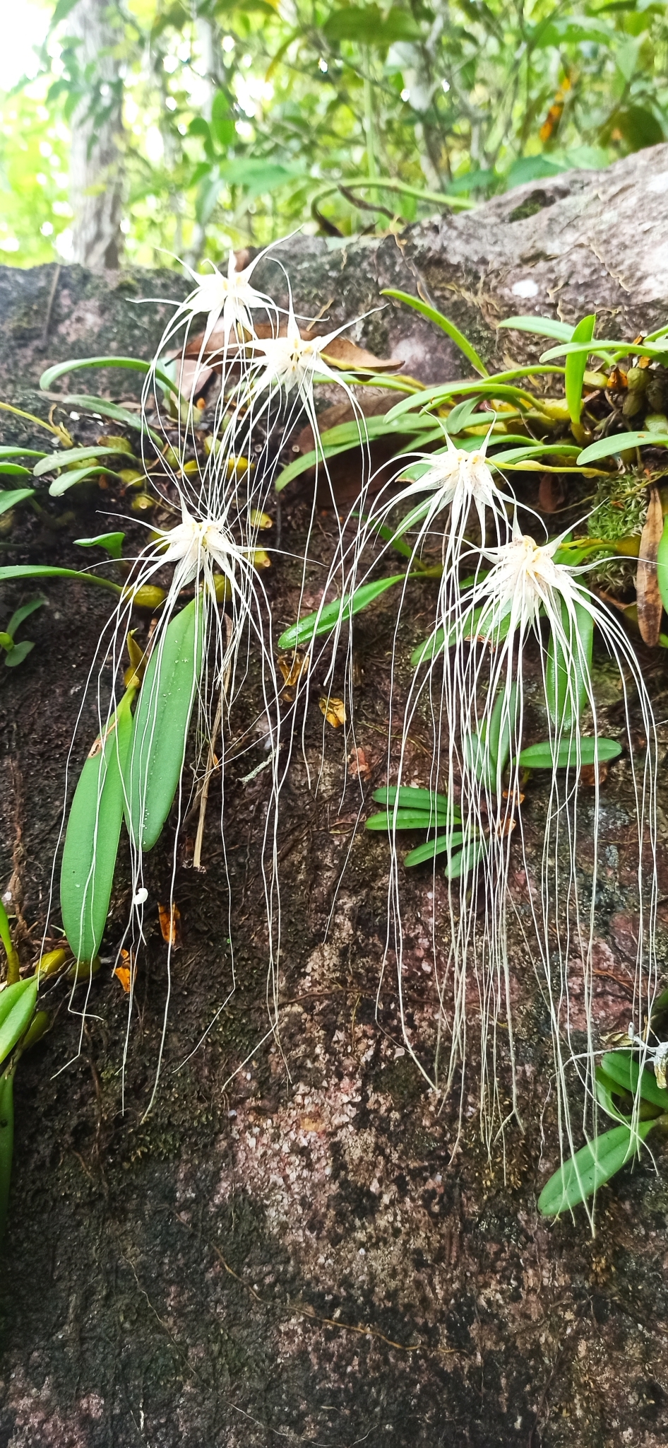 Imagem de Orquídea Medusa