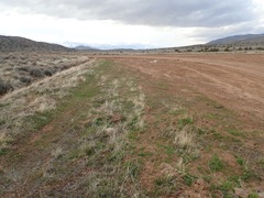 Cicindela plutonica leachi