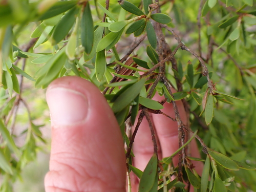 Image of Leucopogon gelidus by (c) Nina Kerr, some rights reserved (CC BY)