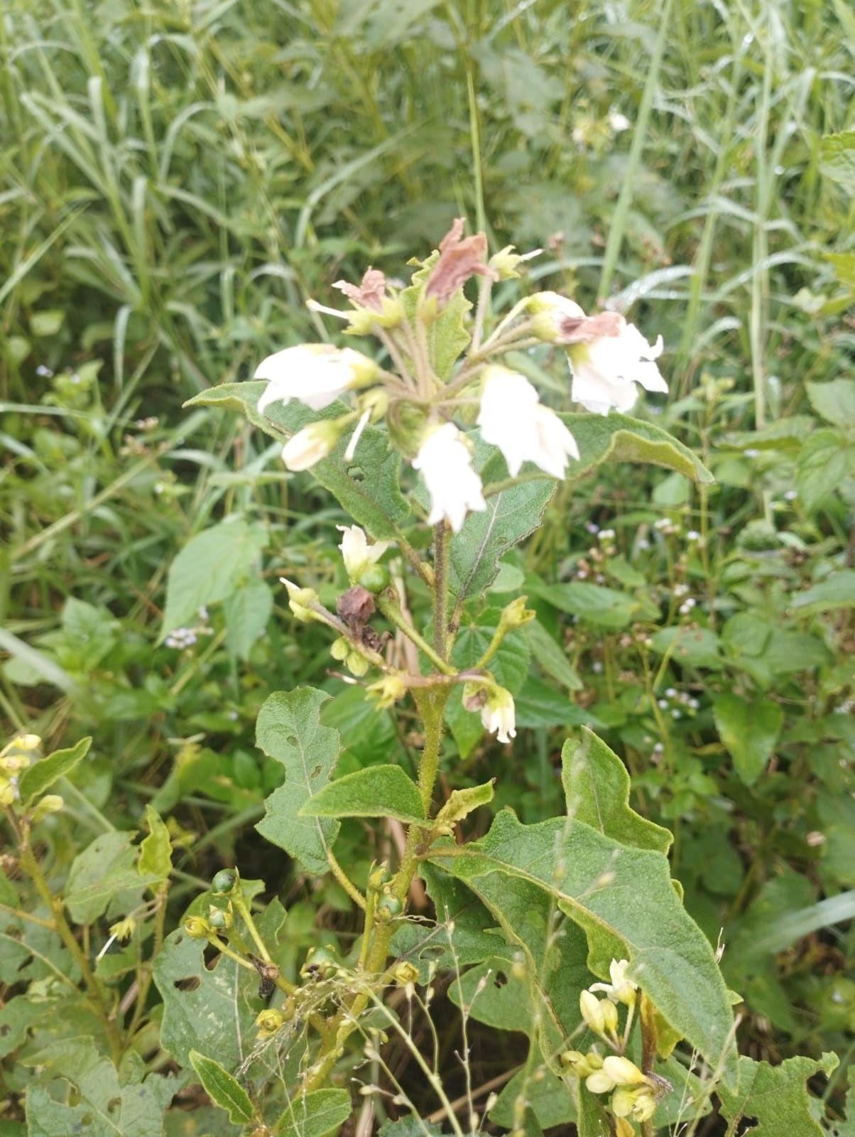 Solanum bonariense