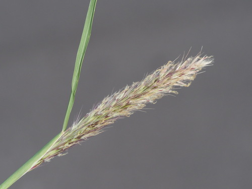 Cenchrus × peregrinus
