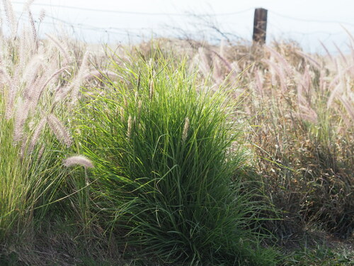 Cenchrus × peregrinus