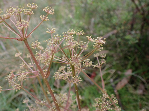 Image of Aciphylla simplicifolia by (c) Nina Kerr, some rights reserved (CC BY)