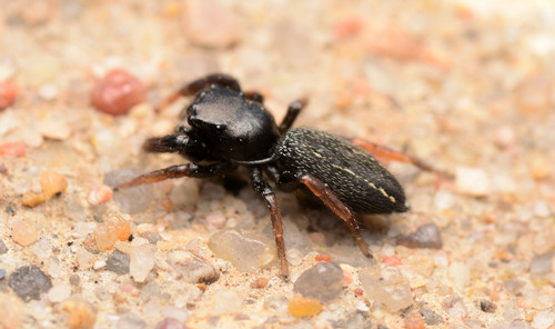 Ribbon Jumping Spider