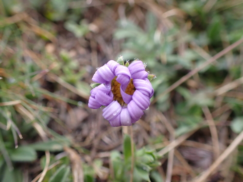 Image of Calotis pubescens by (c) Nina Kerr, some rights reserved (CC BY)