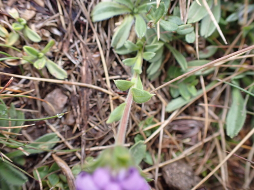 Image of Calotis pubescens by (c) Nina Kerr, some rights reserved (CC BY)