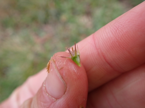 Image of Calotis pubescens by (c) Nina Kerr, some rights reserved (CC BY)