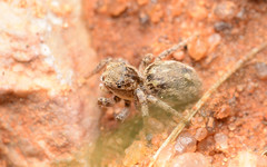 Habronattus texanus