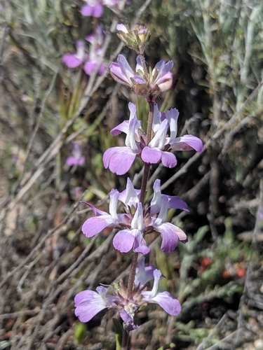 Image of White Blue-Eyed Mary (Collinsia bartsiifolia) by no rights reserved