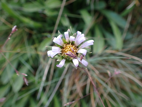 Image of Calotis pubescens by (c) Nina Kerr, some rights reserved (CC BY)