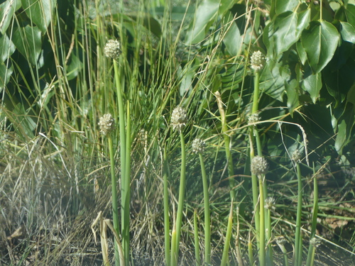Image of Allium fistulosum by (c) Aiva Noringseth, some rights reserved (CC BY)