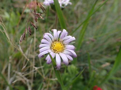 burr-daisy (Calotis pubescens)