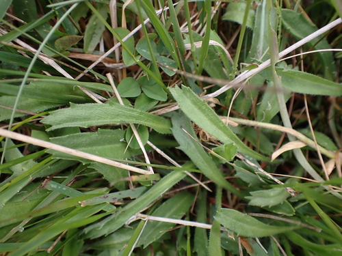 Image of Calotis pubescens by (c) Nina Kerr, some rights reserved (CC BY)