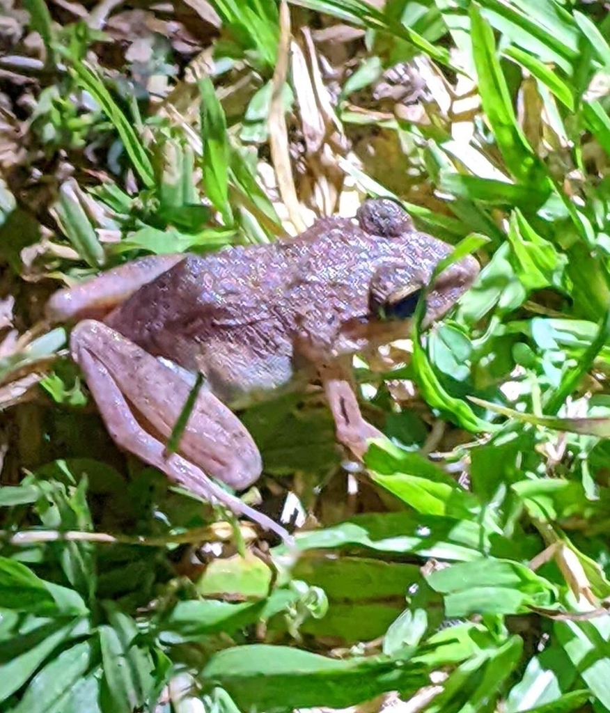 Schmidt's Wrinkled Ground Frog