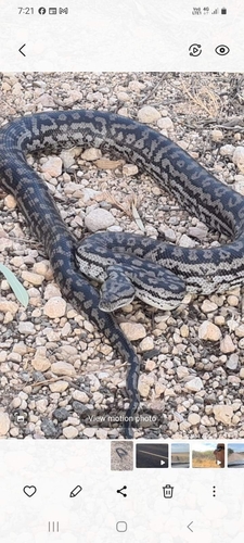 Inland Carpet Python sighting
