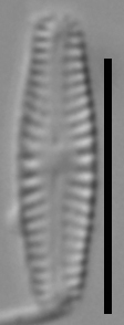 Chamaepinnularia bremensis